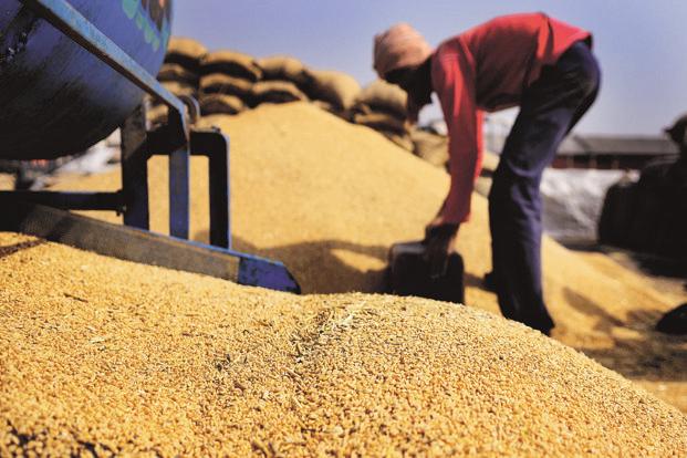 govthikesminimumsupportpriceofwheatbyrs100pulsesbyuptors550quintal